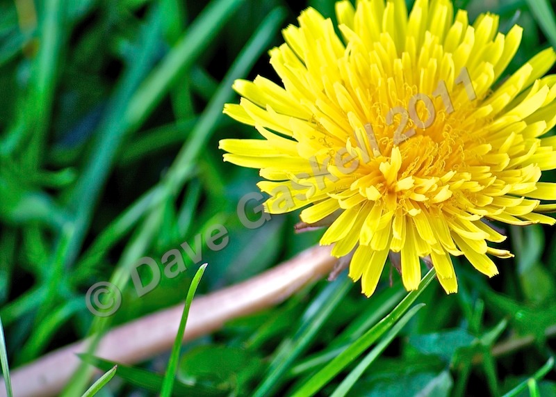 Dandelion and Grass, DSC_3753 - Nature & Wildlife