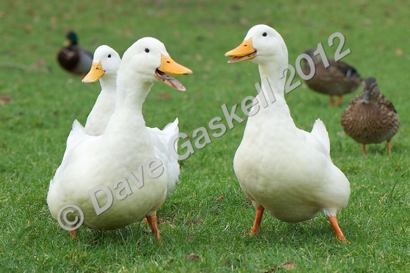 DSC_0188 - Nature & Wildlife
