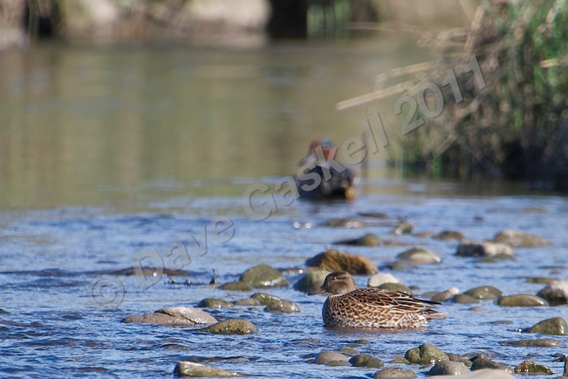 Female Teal Duck with male in background DSC_6552 - Nature & Wildlife