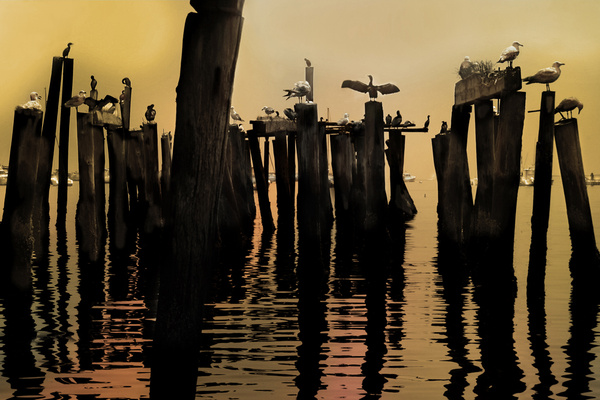 the birds [vintage] - COASTAL [Vintage]