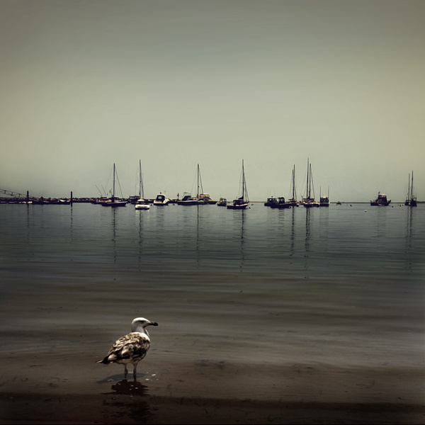 bird on cape cod bay [vintage] - COASTAL [Vintage]