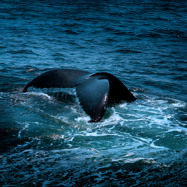 whale tail [color] - COASTAL [Color]