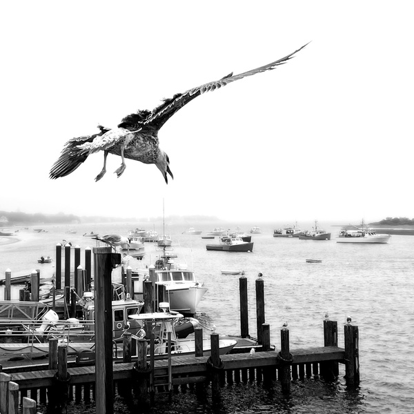 Chatham Gull - COASTAL [B&W]