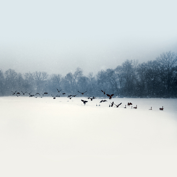 snow ducks - NATURAL [Color]