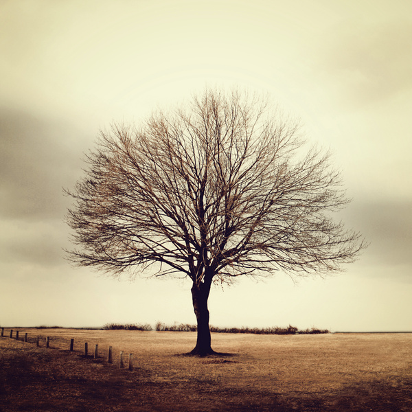 midwinter tree - NATURAL [Color]