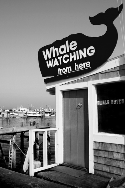 whale watching b&w - COASTAL [B&W]