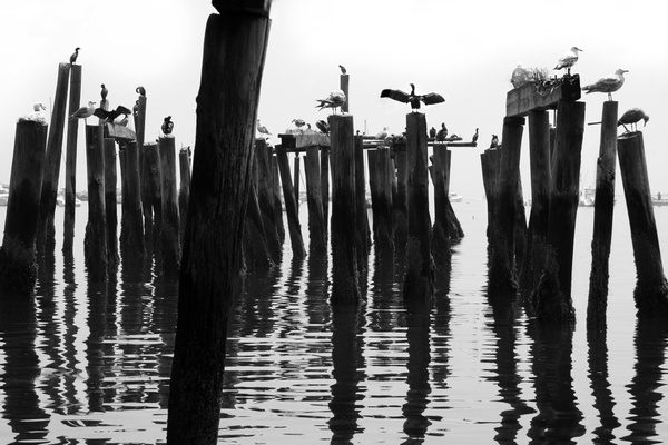 the birds b&w - COASTAL [B&W]