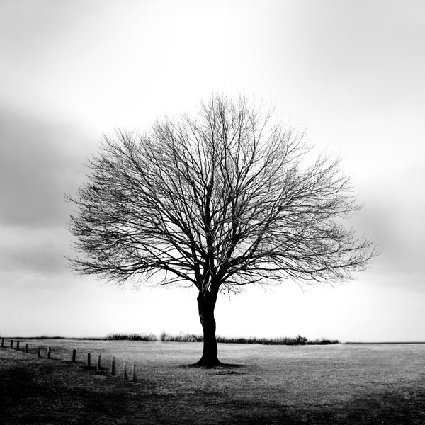 midwinter tree b&w - NATURAL [B&W]