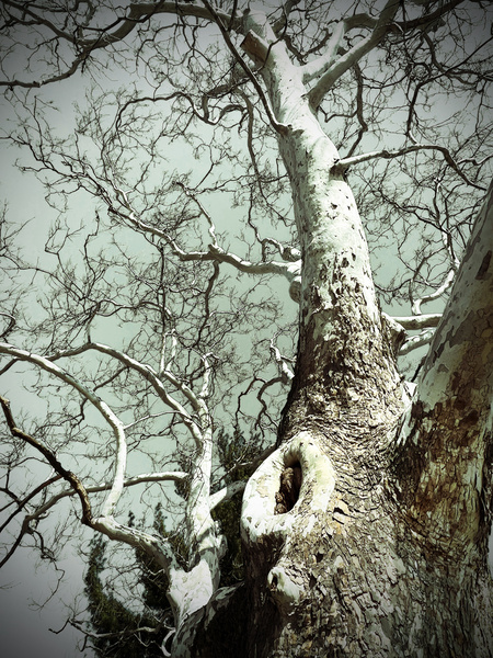sycamore - NATURAL [Color]