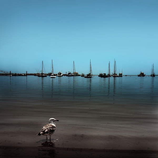 bird on cape cod bay [color] - COASTAL [Color]