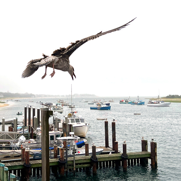 chatham gull [color] - COASTAL [Color]