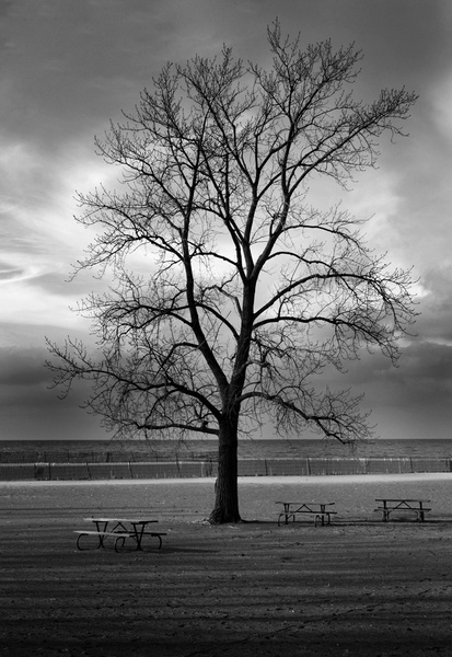 bare b&w - COASTAL [B&W]