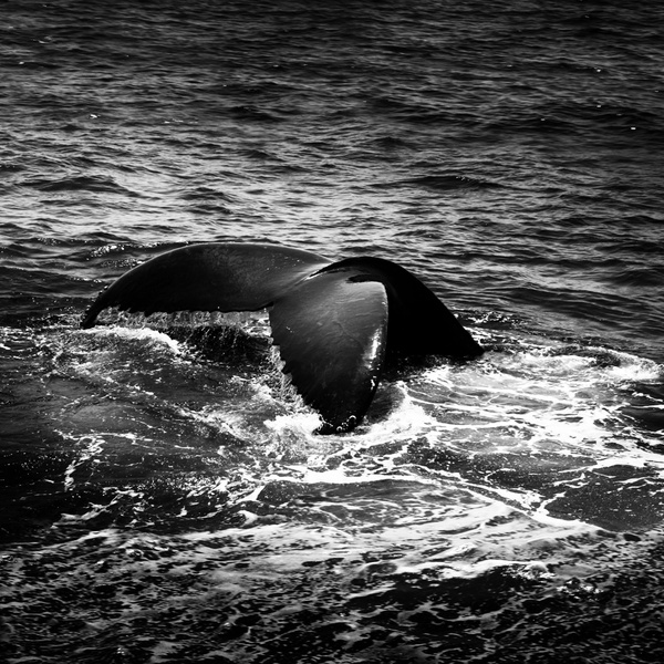 whale tail b&w - COASTAL [B&W]