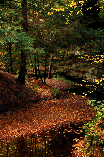 forest peek - NATURAL [Color]