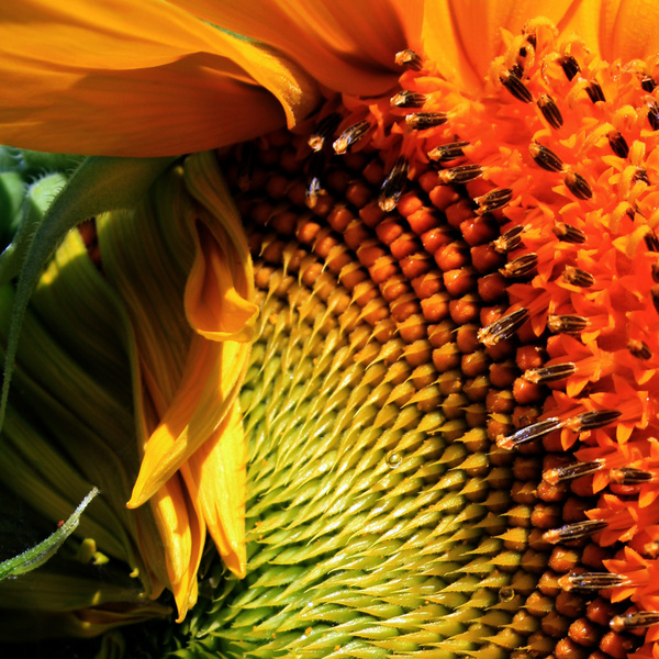 sunflower - NATURAL [Color]