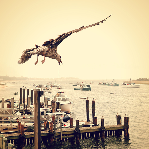 chatham gull [vintage] - COASTAL [Vintage]