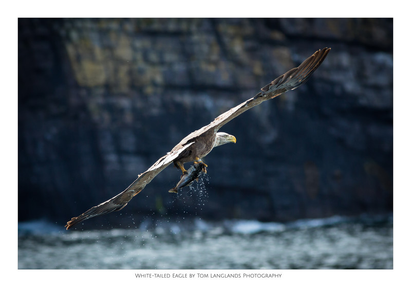 Sea Eagle - Fine Art Prints
