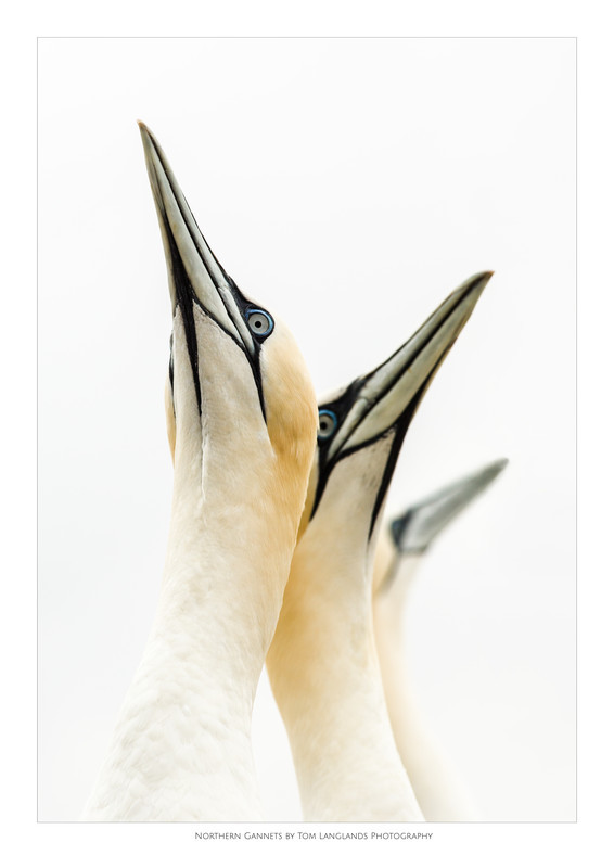 Gannets - Fine Art Prints