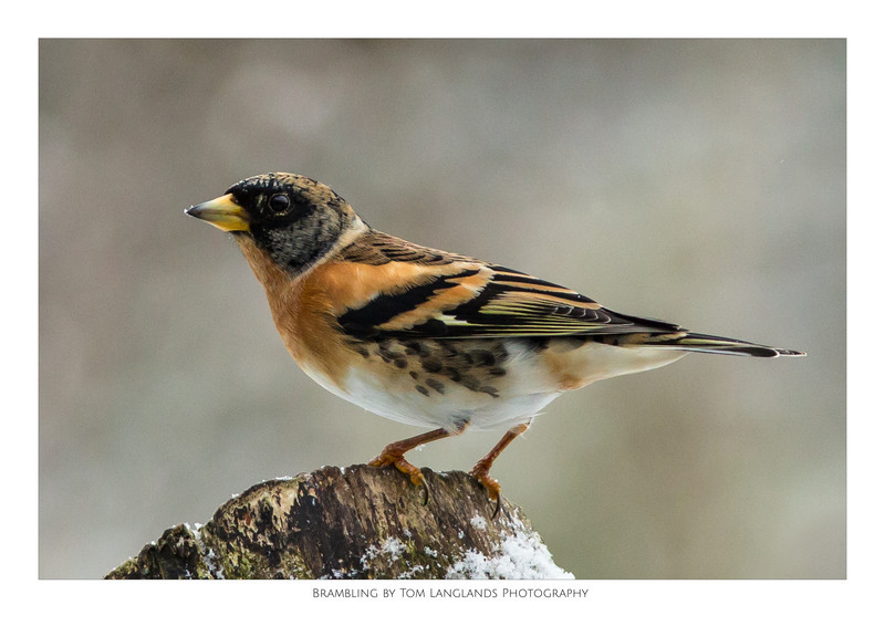 Brambling - Fine Art Prints