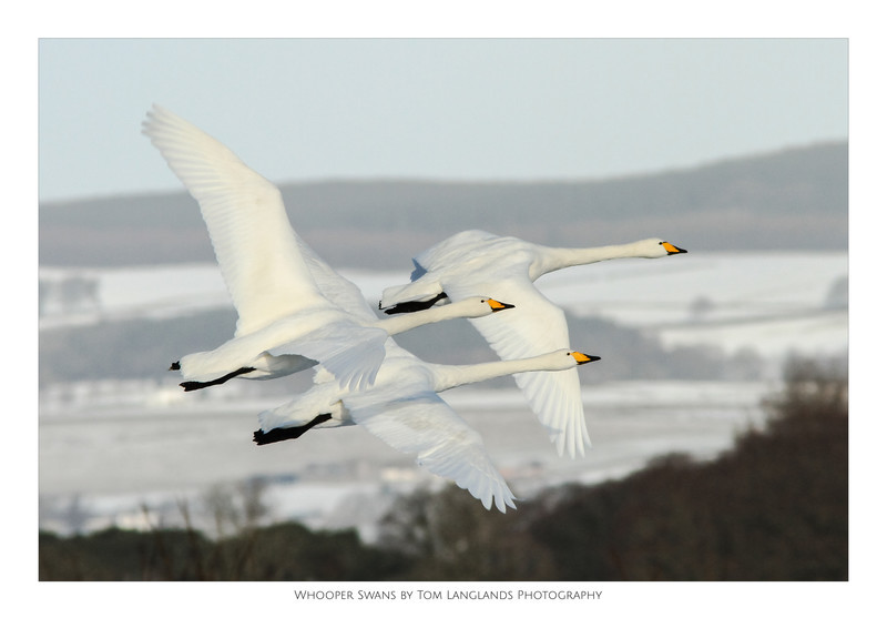 Whooper Swans - Fine Art Prints