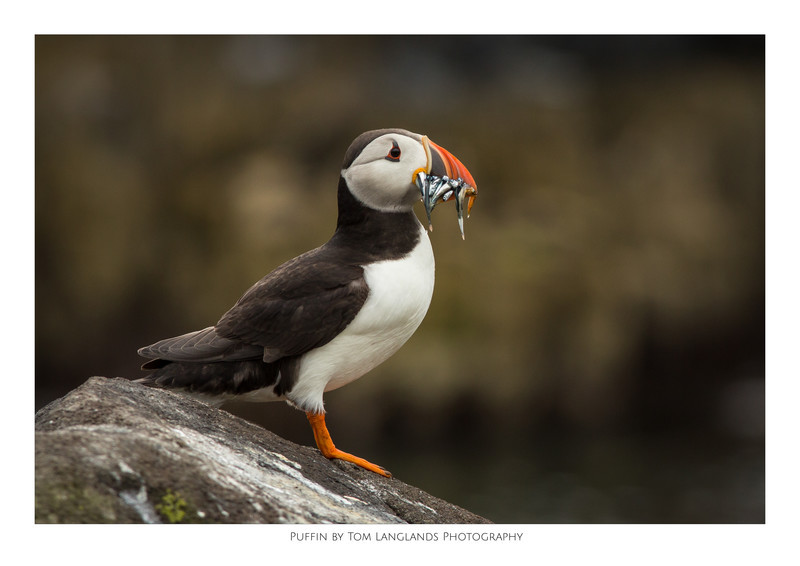 Puffin - Fine Art Prints