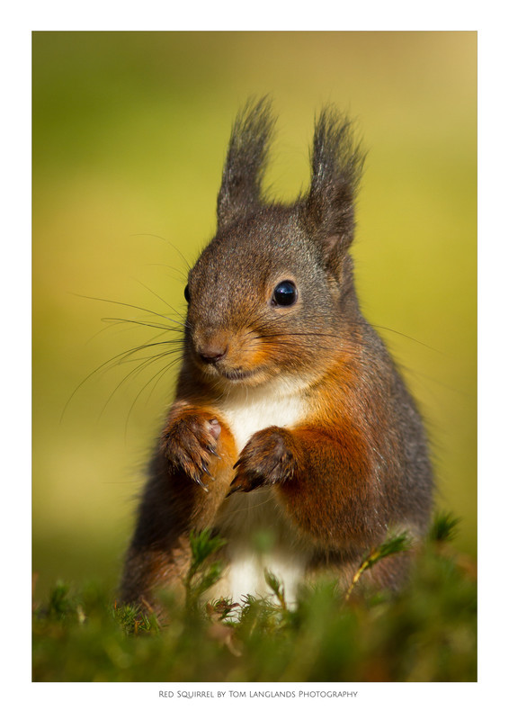 Red Squirrel - Fine Art Prints