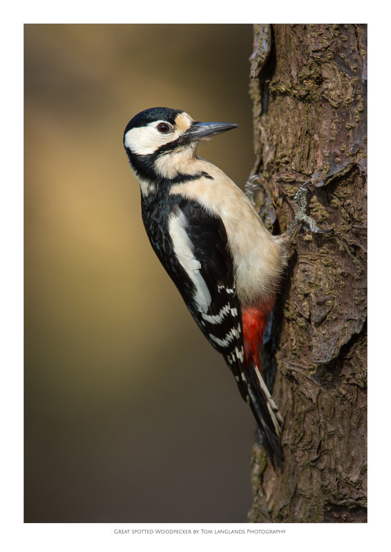 Woodpecker - Fine Art Prints