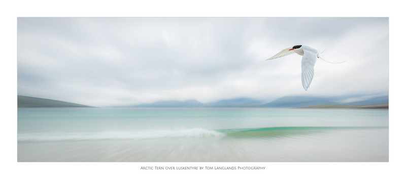 Arctic Tern over Luskentyre - Fine Art Prints