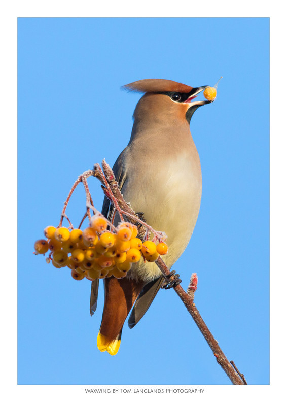 Waxwing - Fine Art Prints