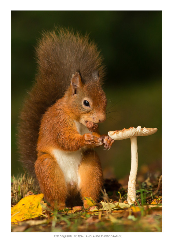Red Squirrel - Fine Art Prints