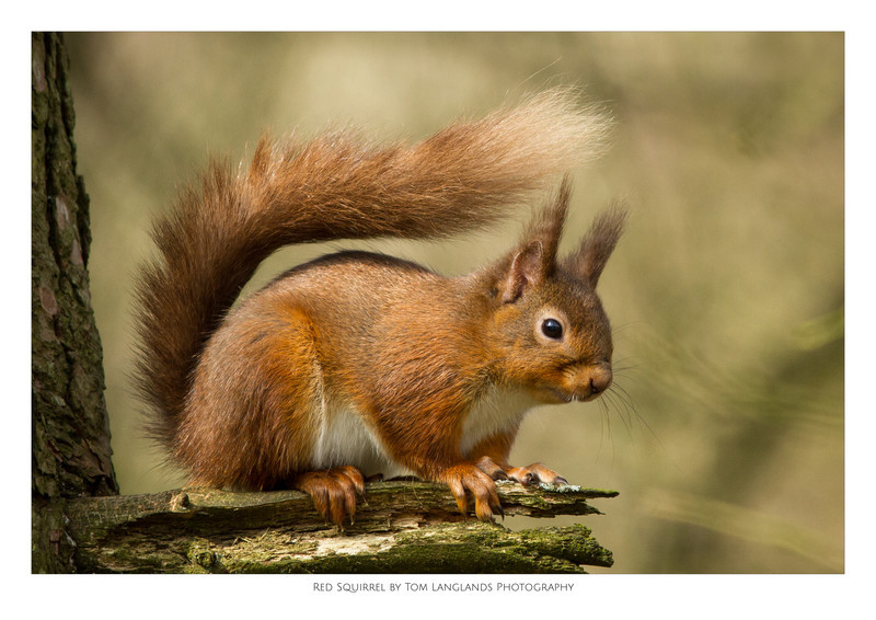 Red Squirrel - Fine Art Prints