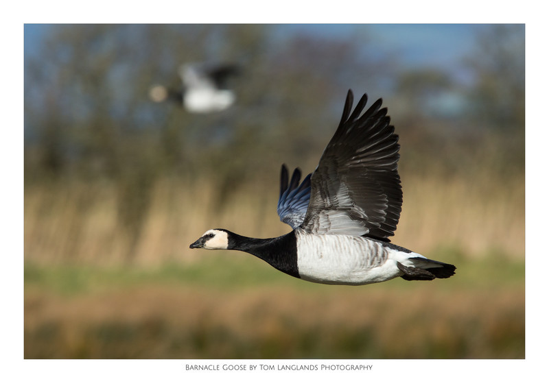 Barnacle Goose - Fine Art Prints
