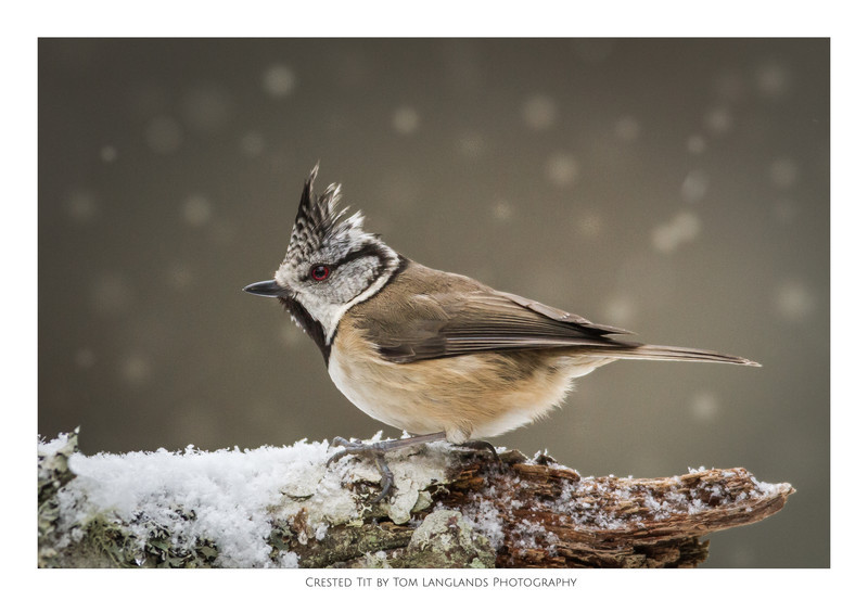 Crested Tit - Fine Art Prints