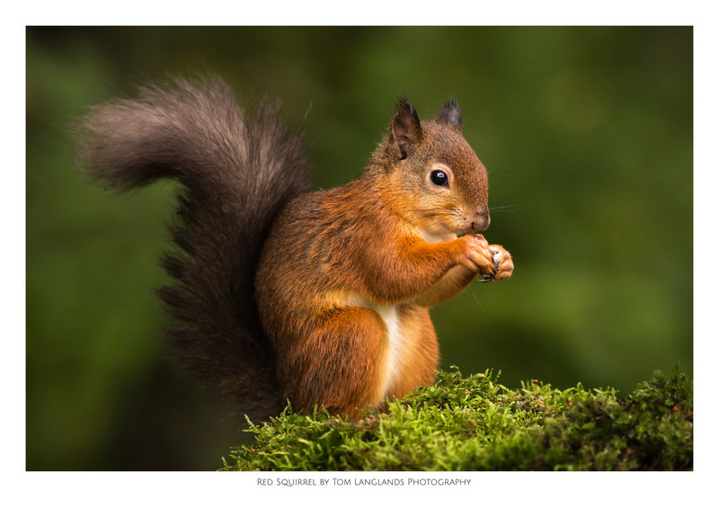 Red Squirrel - Fine Art Prints