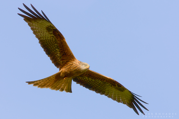Red Kite - Wildlife