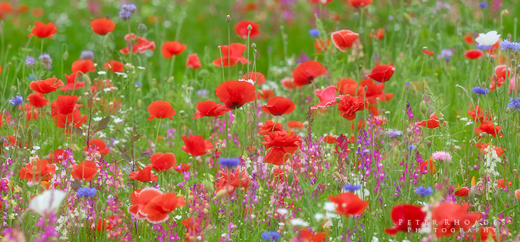 Red Poppies 3 - Panoramic Landscapes