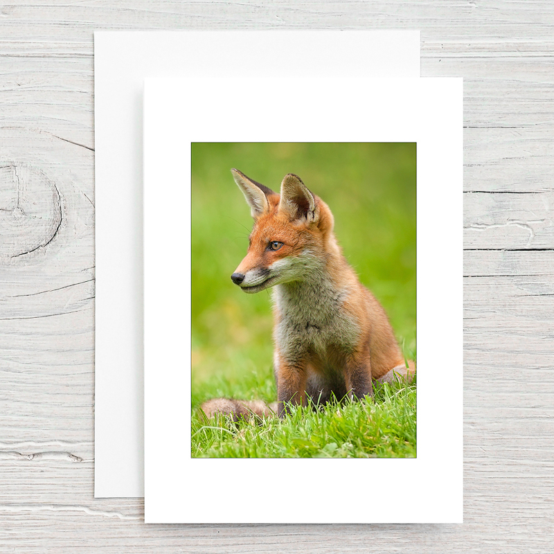 Red Fox - Greeting Cards