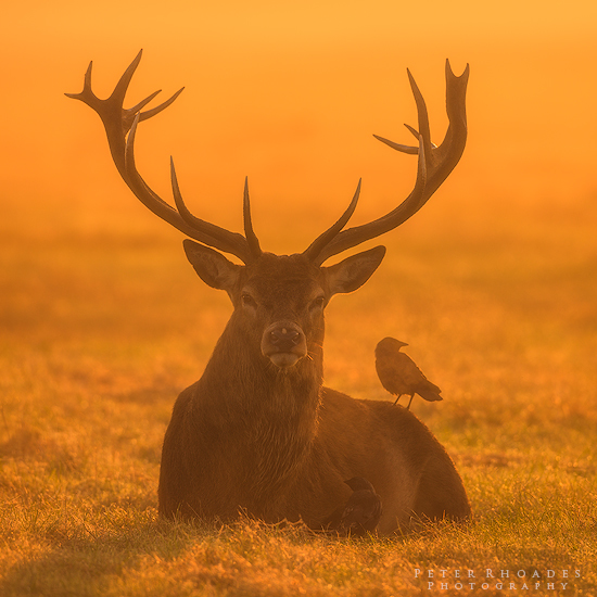 Red Deer - Wildlife