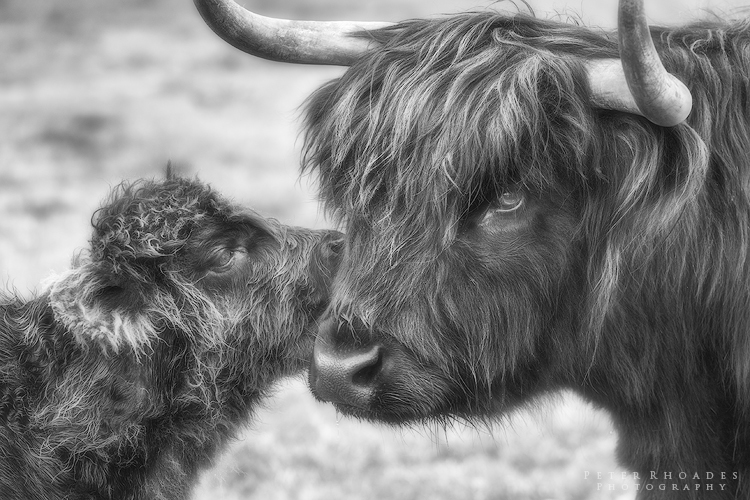 Highland Cows 018 - Highland Cows