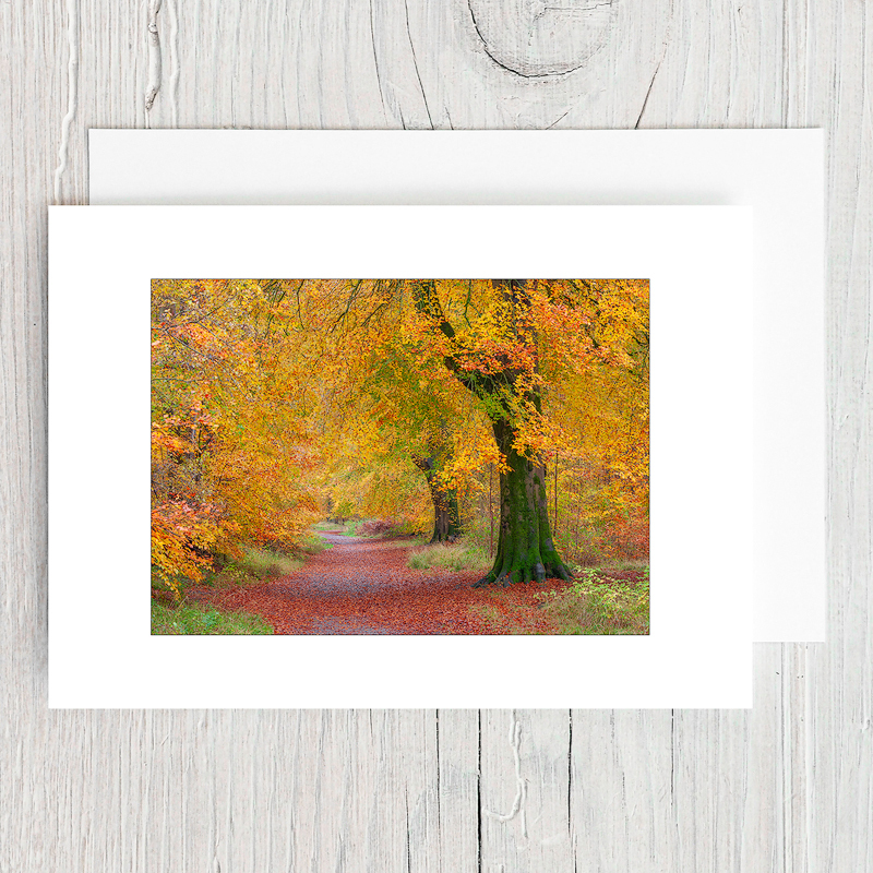 Autumn Beech Track - Greeting Cards