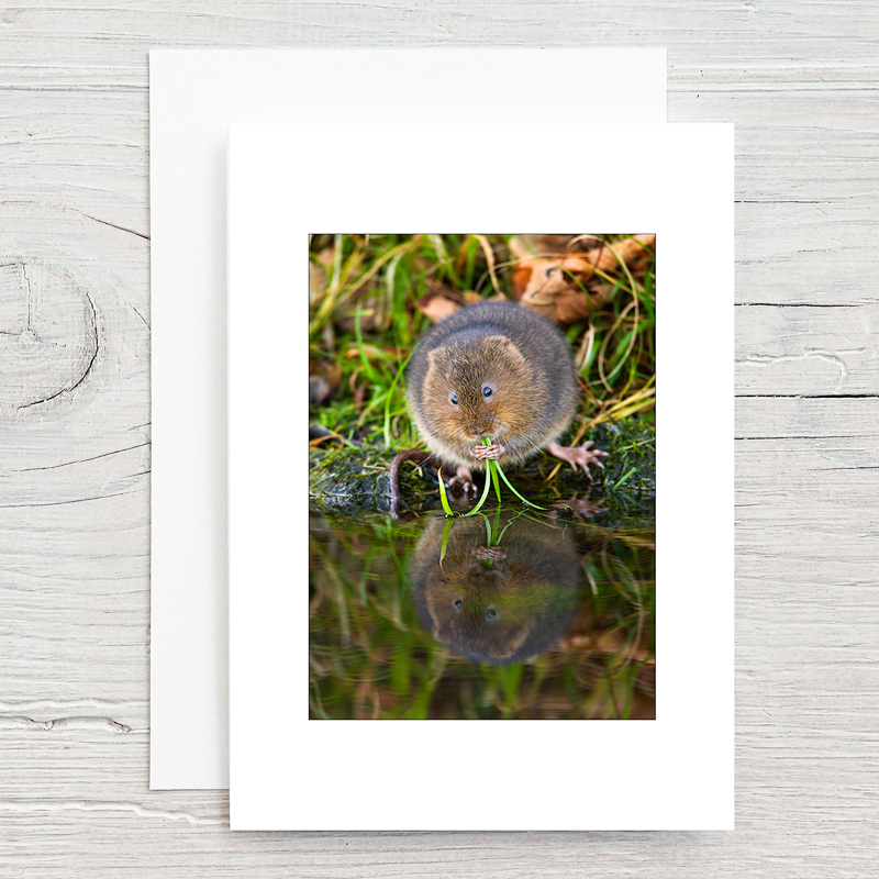 Water Vole - Greeting Cards