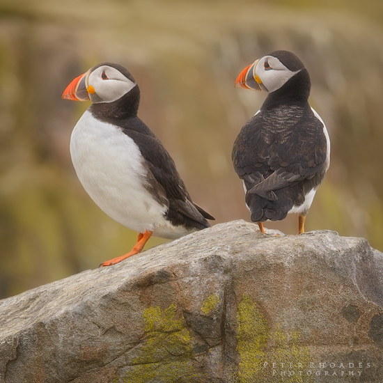 Puffins - Wildlife