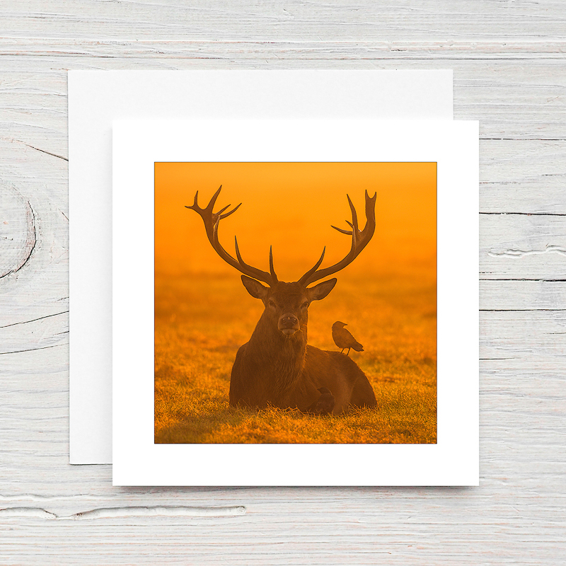 Red Deer - Greeting Cards