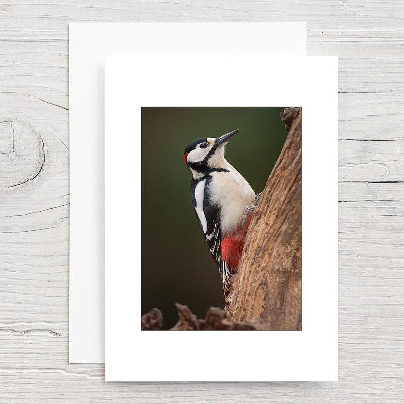 Woodpecker - Greeting Cards