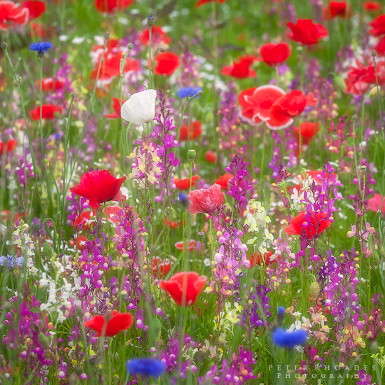 Red Poppies - Landscape