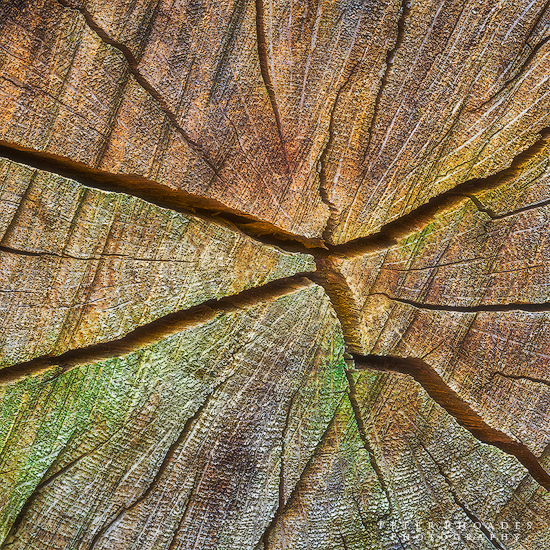 Wood Patterns - Landscape