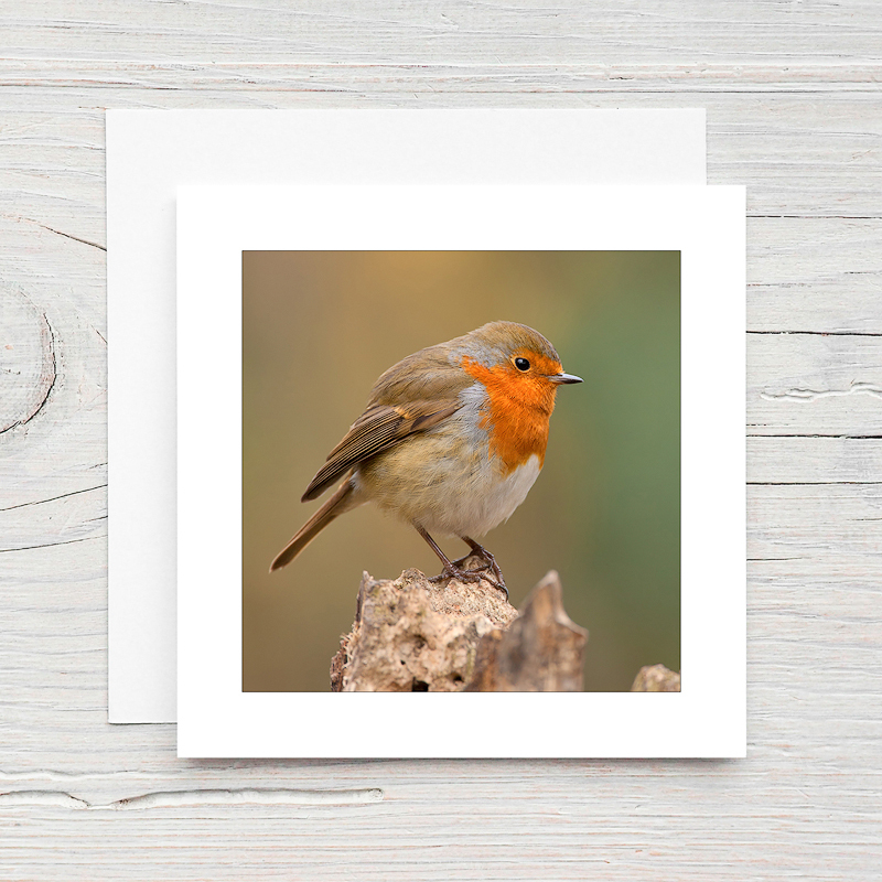 Robin - Greeting Cards