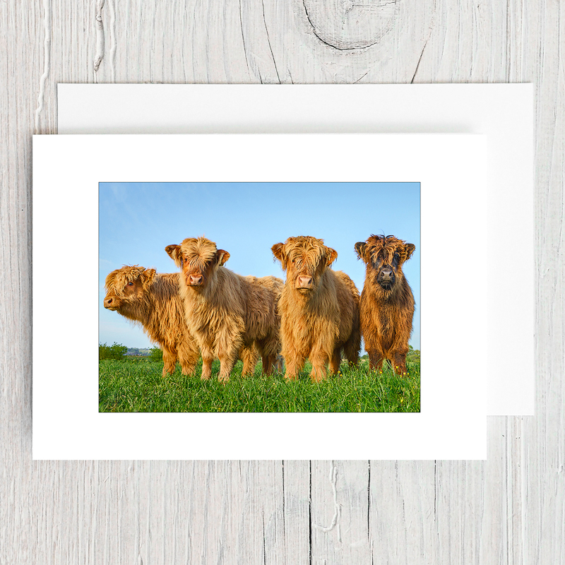 Highland Calves - Greeting Cards
