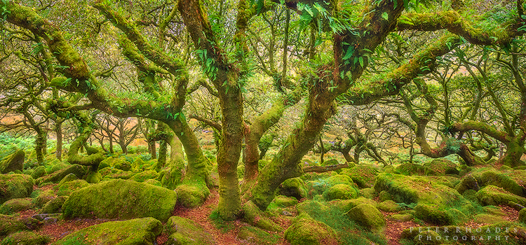 Wistmans Wood - Panoramic Landscapes