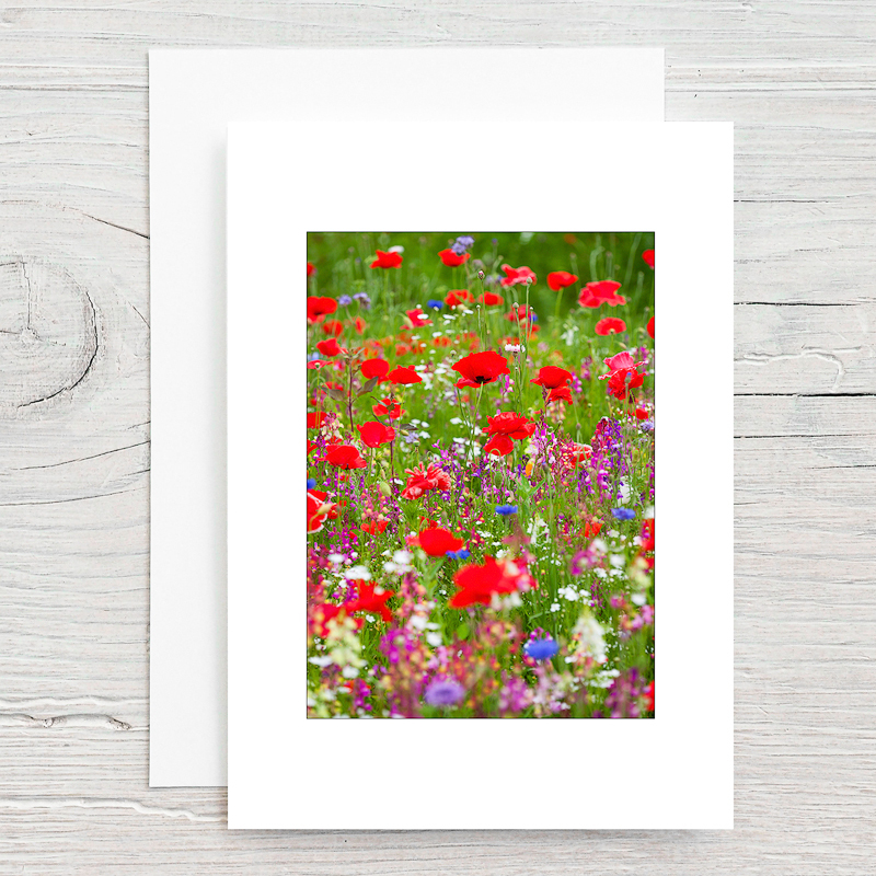 Poppies - Greeting Cards